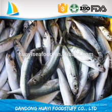Good Quality Frozen Whole Anchovy for your choice